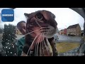 Cat Meows into door camera meme but famous phone ringtones