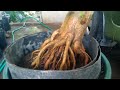 EXPOSED ROOT BONSAI PREMNA MICROPHYLLA / SANCANG