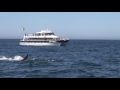 Killer Whales Kill A Gray Whale Calf Monterey Bay