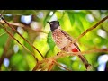 10 Facts About White-Eared Bulbuls - Life of Bulbuls