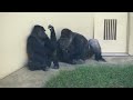 Huge Male Gorilla Gazes At A Female And Asks Her To Mate❤️ | Shabani & Ai