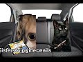 Cat Memes on a 10 HOUR Road Trip (Family) (Funny) (Memes) (Cat)