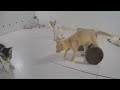 Best Cats and Dogs Videos 😂 Best Funny Animals 2024 😂🙀