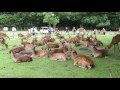 Nara Deer Park Fawns! 奈良公園の子鹿