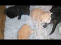 marbles kittens part 2
