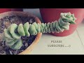 How to Propagate Succulents Fast n Easy