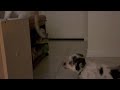 Dog licks butt when he’s out of food…