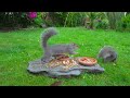 Calming Cat TV 🐿️ Birds & Squirrels Gather for a Rock Feastival 🕊️ Cat TV For Cats to Watch (4K HDR)