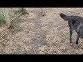 Friendly Black Wolf (NOT CLICKBAIT!) (High Content Wolfdog, Very Friendly With Strangers!!!)