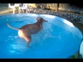 Pit bull splash attack