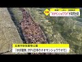 “オオサンショウウオ”が突然出現　原爆ドーム前に...周囲騒然