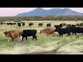 Moving Cattle to New Fields