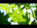 [] Boreal Ballads: Timberland Tunes • 4k Video UltraHD
