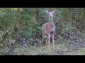 Nervous deer