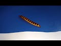Larva de vagalume