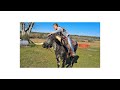 HOW THE WEST WAS FUN Texas Longhorn Riding Steer For Sale!