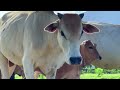Video Cows shepherd in green pasture - Cows Sounds in nature