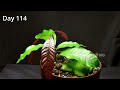 Growing Plants from Seed in 4K Time Lapse Compilation (~3 Years)