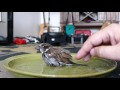 Bath time for Sparky the Sparrow