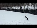 Dogs playing in the snow