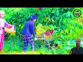 The Most Modern Agriculture Machines That Are At Another Level, How To Harvest Watermelon In Farm ▶5