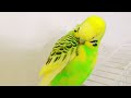 Must watch! Happy budgies sounds, parrot talking for cat tv #budgies #parakeet #parrot