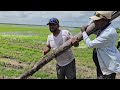Black Bush Fishing | Guyana 🇬🇾 back with the fishing crew