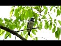 オオルリ(雄)の鳴き姿 (4K) / Blue-and-White Flycatcher (male)