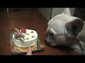 French bulldog　【クリスマスケーキください】もぐ。