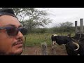 Bora Bora pra lida do campo tirar leite das novilhas #vidanaroça #pecuária #leite #Nordeste