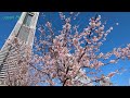 Amazing Elegant cherry blossoms in full bloom in Yokohama japan 2024 4k横浜 みなとみらいの満開の大寒桜 満開