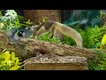 Cat TV - Unlimited Birds And Squirrels - Relaxing For Cat - Bonanza Studio - Cat TV Bird Watch