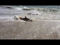 Rare Shark Feeding Frenzy in North Carolina