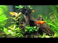 Planted Tanks Video Update 2-26-12