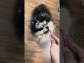 79: he just want to play with my pen. He thinks I don’t know #pomeranian #dogofyoutube #dogvideo