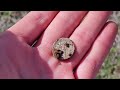 Sidewalk Metal Detecting #2