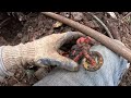 Dump Digging Archaeology - Toys & Marbles After The Flood - Auburn Motorcycle - Bottle Digging -