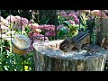 Summer Bright  #Birds and #chipmunks with Autumn Joy #backyardwildlife #nature  #cattv  #dogtv