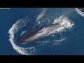 Incredible Orca Hunt Shark - Killer Whale VS Shark Amazing Comparison! - Blondi Foks