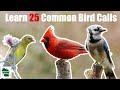 Learn 30 Common Backyard Bird Songs and Calls (Western United States)