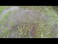 Bowfishing in a flooded hay field 2019