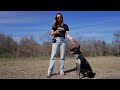 How to Train Your Dog on a Prong Collar | The SAFE Way!