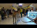 Cash 2.0 Great Dane-deer at the mall 1