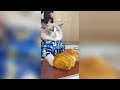 That Little Puff 😻 Cats Make Food 😻 TikTok Compilation 2024 #125