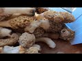 MOREL MUSHROOM HUNTING