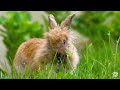 8K VIDEO ULTRA HD [60FPS] - ANIMAL ADVENTURES: The Amazing Animal Kingdom