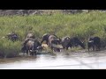 A large herd of Buffalos make their way to drink water #krugernationalpark