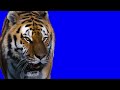 Blue Screen Large Tiger 4k