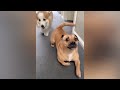 Try Not To Laugh 😁 New Funny Cats and Dogs Videos 😹🐶 Part 13