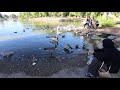 Bill Feeds Quackers